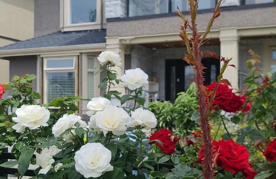 White Rose House-1